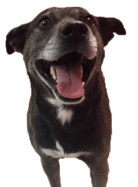 tamacounty_humanesociety_black-dog