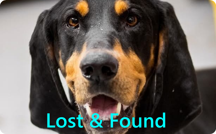 tamacounty_humanesociety_lost
